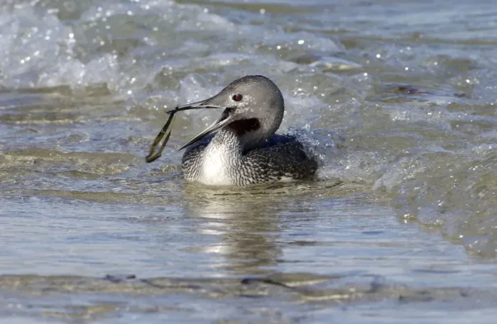 Framed Print : Red-throated Diver - Fishing in sea, but catches seaweed. October Isles of Scilly, UK Framed Print : Red-throated Diver - Fishing in sea, but catches seaweed. October Isles of Scilly, UK