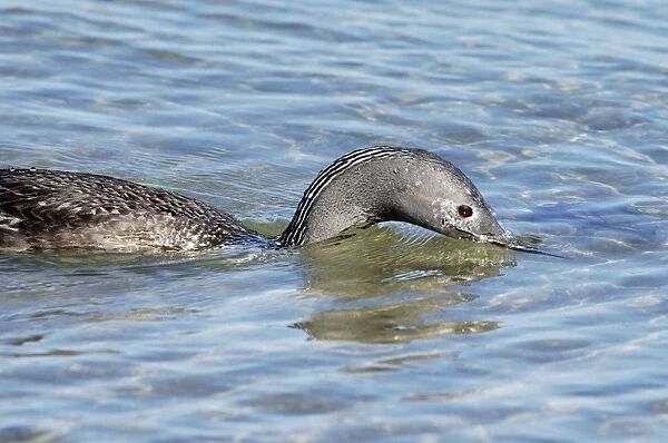 Red-throated Diver - Fishing in sea. October Isles of Scilly, UK