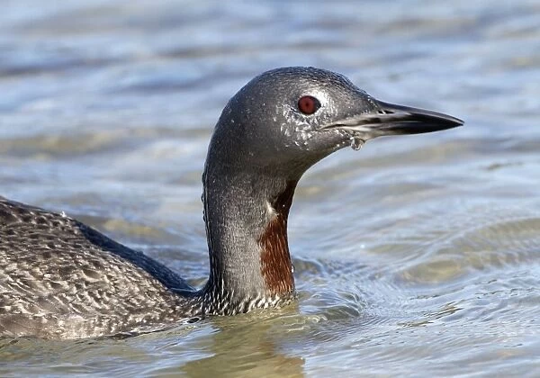 Red-throated Diver - Fishing in sea, October Isles of Scilly, UK