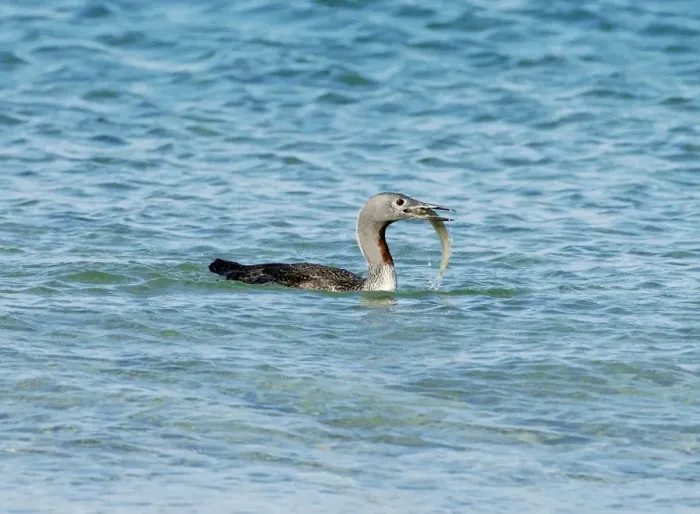 Framed Print : Red-throated Diver - Fishing in sea, October. Isles of Scilly, UK Framed Print : Red-throated Diver - Fishing in sea, October. Isles of Scilly, UK