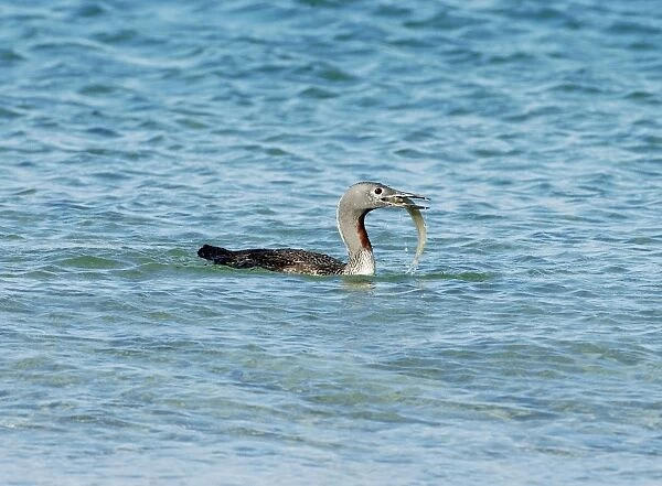 Red-throated Diver - Fishing in sea, October. Isles of Scilly, UK