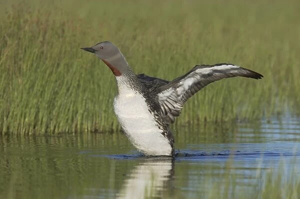 Red Throated Diver - Flapping Wings Gavia stellata Finland BI014466