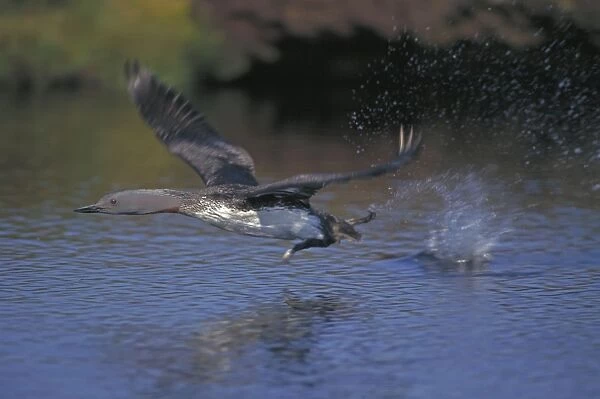 Red-throated Diver - In flight - UK - Breeding birds are confined to lochs and small fresh water pools on moors - In winter widespread around UK coasts-off both rocky