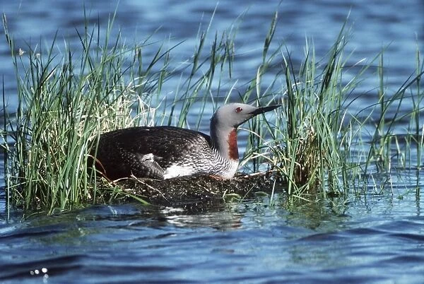 Red-Throated Diver On nest