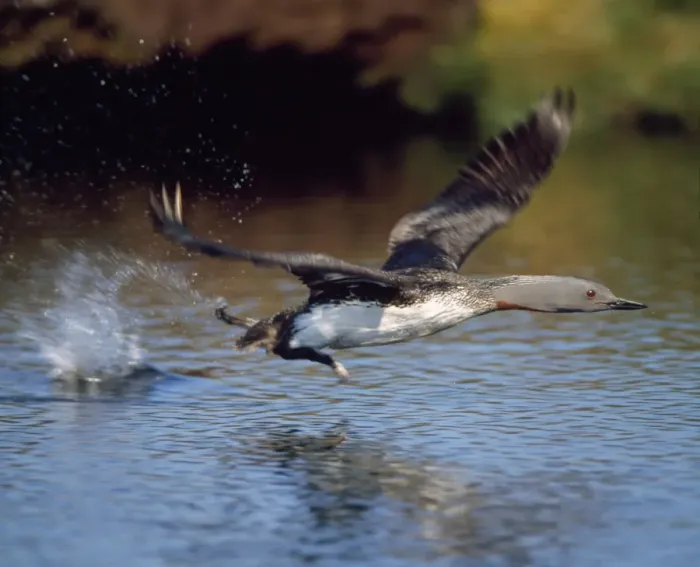 Framed Print : Red-throated Diver - taking off - UK Framed Print : Red-throated Diver - taking off - UK