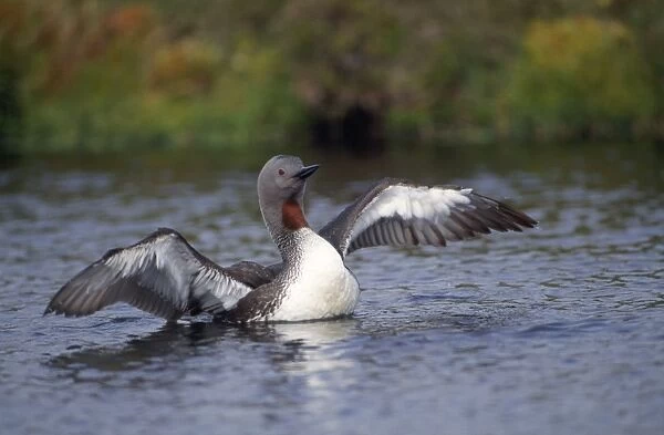 Red-throated Diver UK