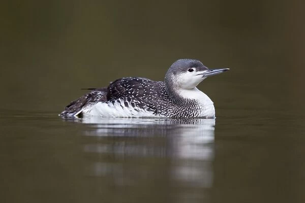 Red Throated Diver - in winter plumage - UK