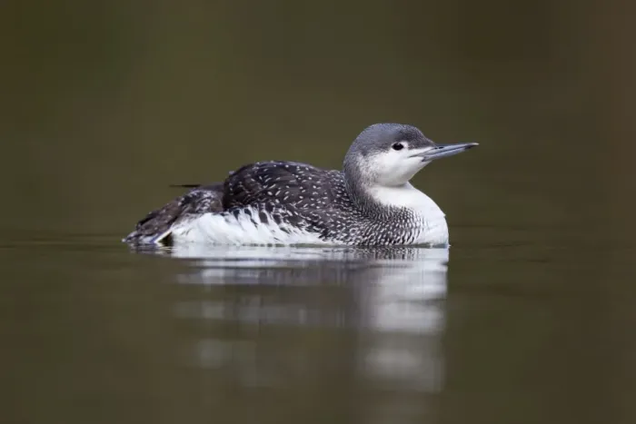 Framed Print : Red Throated Diver - in winter plumage - UK Framed Print : Red Throated Diver - in winter plumage - UK