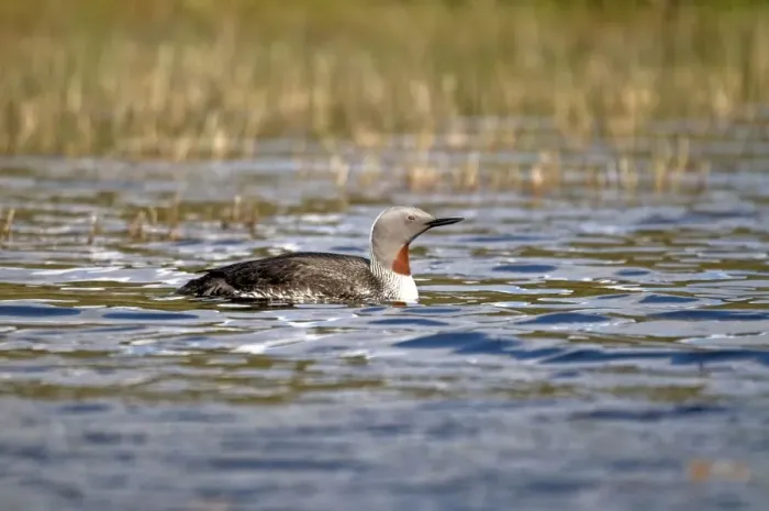 Framed Print : Red-throated Loon / Diver - on small loch - Isle of Harris - Outer Hebrides Framed Print : Red-throated Loon / Diver - on small loch - Isle of Harris - Outer Hebrides