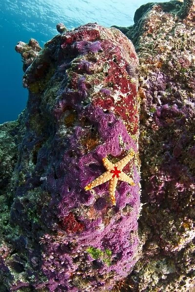 Red-tile Starfish  /  Necklace Seastar - on a Marine Sponge (Chalinula nematifera) - Maldives