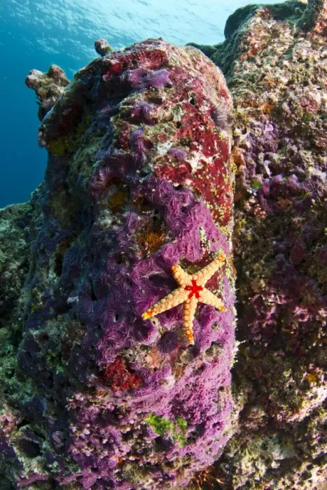 Framed Print : Red-tile Starfish / Necklace Seastar - on a Marine Sponge (Chalinula nematifera) - Maldives Framed Print : Red-tile Starfish / Necklace Seastar - on a Marine Sponge (Chalinula nematifera) - Maldives