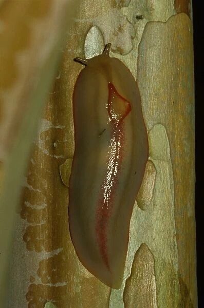 Red triangle slug - yellow form, showing its unique single pair of eye-tentacles
