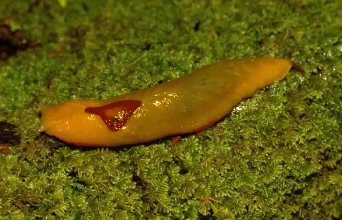 Framed Print : Red triangle slug - yellow form, showing its unique single pair of eye-tentacles Framed Print : Red triangle slug - yellow form, showing its unique single pair of eye-tentacles