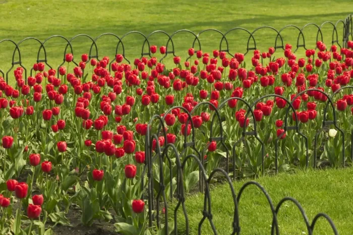 Framed Print : Red Tulips Framed Print : Red Tulips