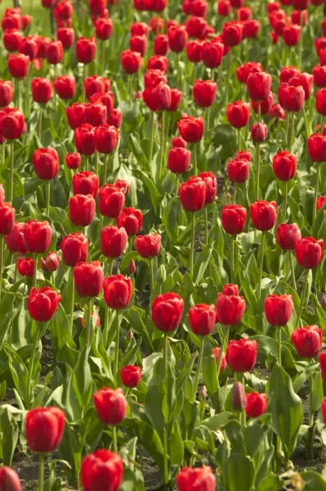 Framed Print : Red Tulips Framed Print : Red Tulips