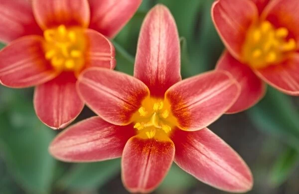 Red Tulips Norfolk UK