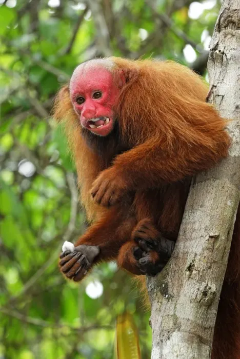 Framed Print : Red Uakari / Bald Uacari - Lago Preto - Iquitos - Peru Framed Print : Red Uakari / Bald Uacari - Lago Preto - Iquitos - Peru