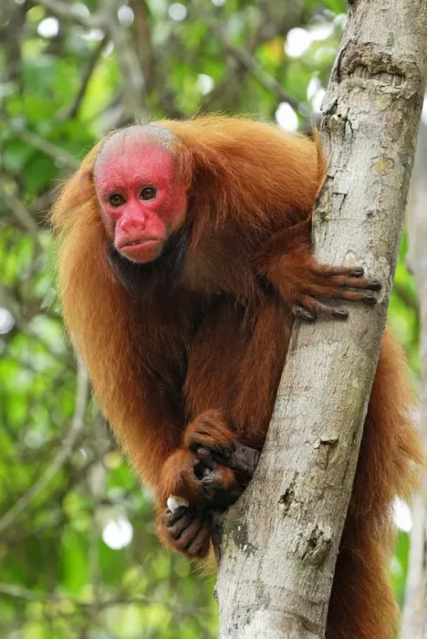 Framed Print : Red Uakari / Bald Uacari - Lago Preto - Iquitos - Peru Framed Print : Red Uakari / Bald Uacari - Lago Preto - Iquitos - Peru