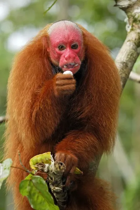 Framed Print : Red Uakari / Bald Uacari - Lago Preto - Iquitos - Peru Framed Print : Red Uakari / Bald Uacari - Lago Preto - Iquitos - Peru