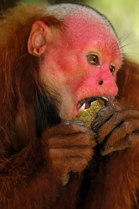 Framed Print : Red Uakari  /  Bald Uacari - Lago Preto - Iquitos - Peru