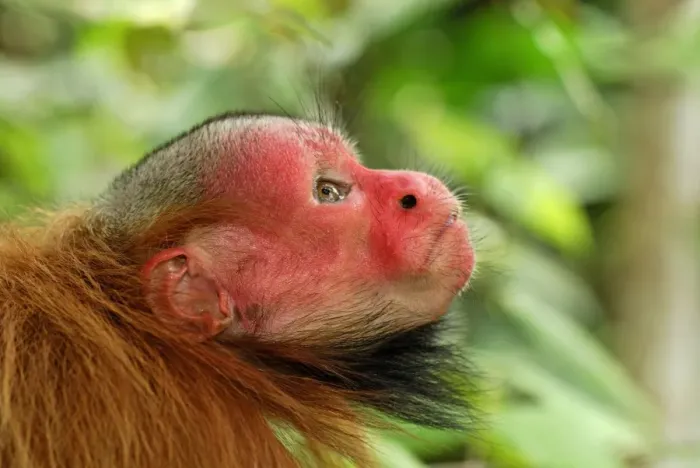 Framed Print : Red Uakari / Bald Uacari - Lago Preto - Iquitos - Peru Framed Print : Red Uakari / Bald Uacari - Lago Preto - Iquitos - Peru
