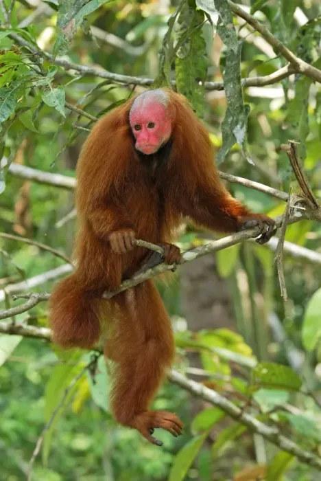 Framed Print : Red Uakari / Bald Uacari - Lago Preto - Iquitos - Peru Framed Print : Red Uakari / Bald Uacari - Lago Preto - Iquitos - Peru
