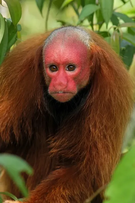 Framed Print : Red Uakari  /  Bald Uacari - Lago Preto - Iquitos - Peru