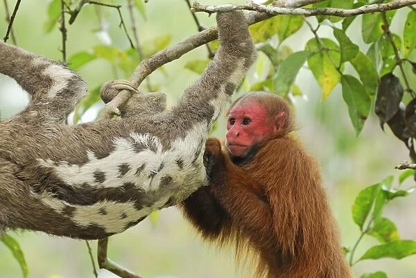 Red Uakari  /  Bald Uacari - with sloth - Lago Preto - Iquitos - Peru