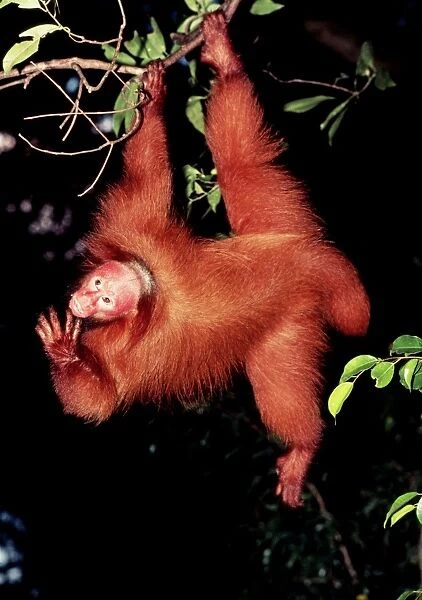 Red Uakari Monkey FG E 252 Cacajao rubicundus © Francois Gohier  /  ARDEA LONDON