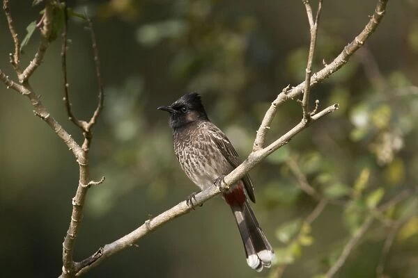 Red-vented Bulbul At Corbett National Park, India