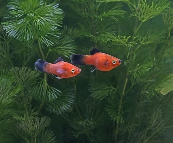Red wagtail platy – side view - pair - tropical freshwater - variant 002642