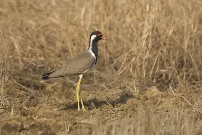 Framed Print : Red-wattled Lapwing At Candolim, Goa, India Framed Print : Red-wattled Lapwing At Candolim, Goa, India
