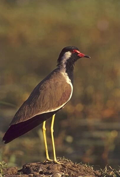 Red-wattled Lapwing, Keoladeo National Park, India