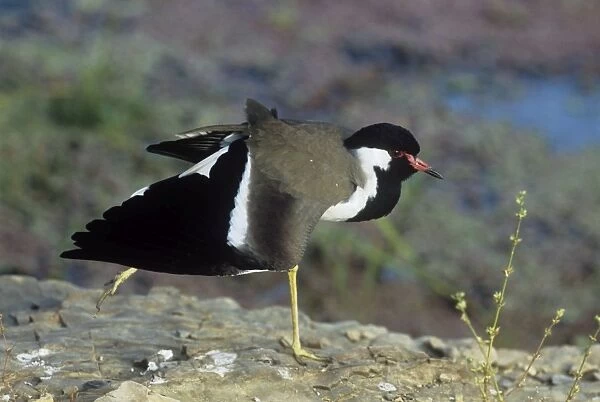 Red-wattled lapwing - stretching wings - Keoladeo National Park - India