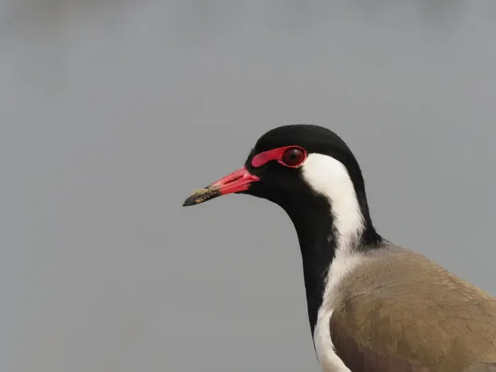 Framed Print : Red-wattled Lapwing Vanellus indicus Rajasthan, India BI032091