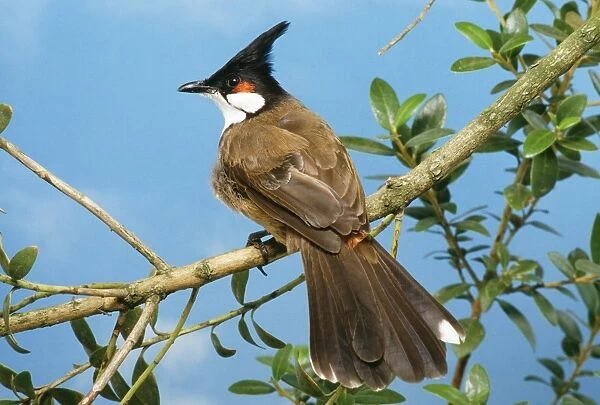Red-whiskered Bulbul Distribution: Asia. India to Malaysia, Indochina