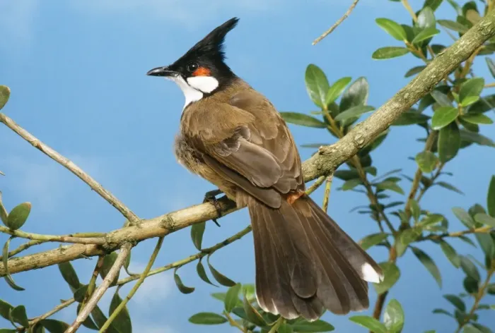 Framed Print : Red-whiskered Bulbul Distribution: Asia. India to Malaysia, Indochina Framed Print : Red-whiskered Bulbul Distribution: Asia. India to Malaysia, Indochina