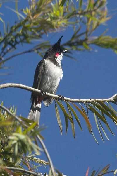 Red-whiskered Bulbul - Perched on branch A widespread resident in open forest and second growth. Photographed in the Ootacamund Botanic Gardens, Nilgiri Hills, Western Ghats, India, Asia