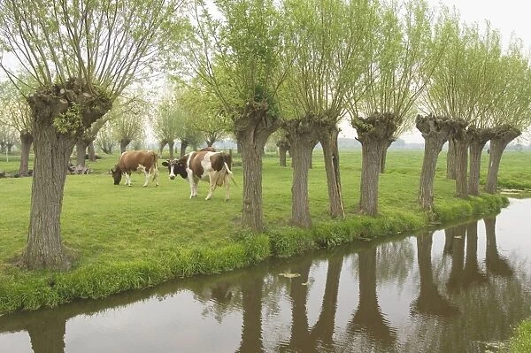 Red and White Cattle - Females in a meadow with ditch and pollard willows - Early spring - The Netherlands - Gelderland - Betuwe