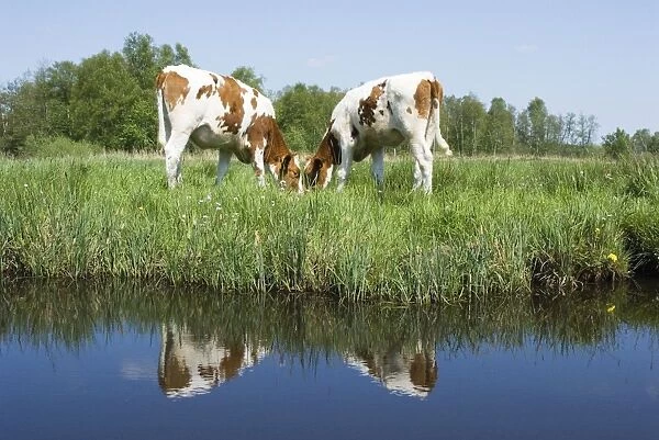 Red and White Cattle - Juvenile cows grazing in meadow - The Netherlands - Overijssel - De Wieden