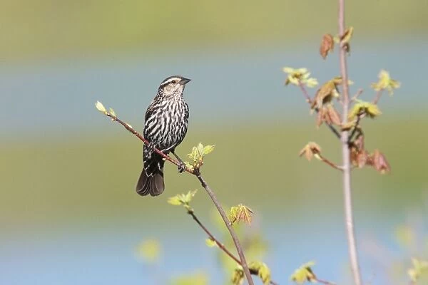 Red-winged Blackbird. CT in May. USA