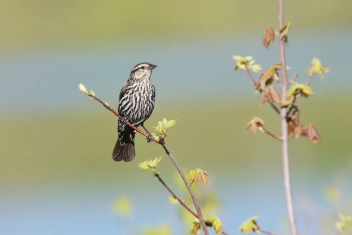 Framed Print : Red-winged Blackbird. CT in May. USA Framed Print : Red-winged Blackbird. CT in May. USA