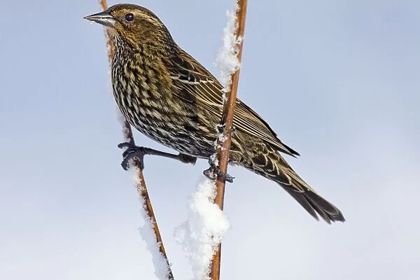 Red-winged Blackbird - female in snow - February