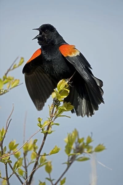 Red-winged Blackbird - Male callling - New York - USA