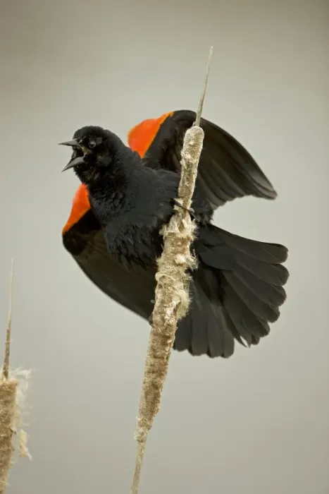 Framed Print : Red-winged Blackbird - Male callling - New York - USA Framed Print : Red-winged Blackbird - Male callling - New York - USA