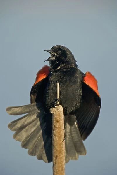 Red-winged Blackbird - Male courtship display-Abundant in marshes and fields-Occurs throughout U. S. and much of Canada and Mexico-Forms immense flocks in winter-Males establish territories in marshes in spring