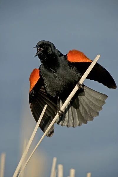 Red-winged Blackbird - Male courtship display-Abundant in marshes and fields-Occurs throughout U. S. and much of Canada and Mexico-Forms immense flocks in winter-Males establish territories in marshes in spring