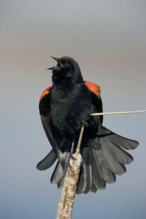 Framed Print : Red-winged Blackbird - Male courtship display-Abundant in marshes and fields-Occurs throughout U. S. and much of Canada and Mexico-Forms immense flocks in winter-Males establish territories in marshes in spring Framed Print : Red-winged Blackbird - Male courtship display-Abundant in marshes and fields-Occurs throughout U. S. and much of Canada and Mexico-Forms immense flocks in winter-Males establish territories in marshes in spring