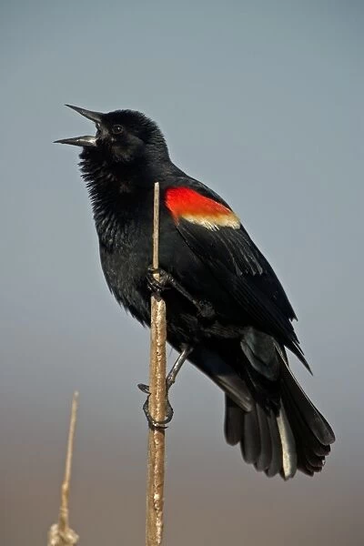 Red-winged Blackbird - Male with mouth open perched on reed. Male courtship display-Abundant in marshes and fields-Occurs throughout U. S. and much of Canada