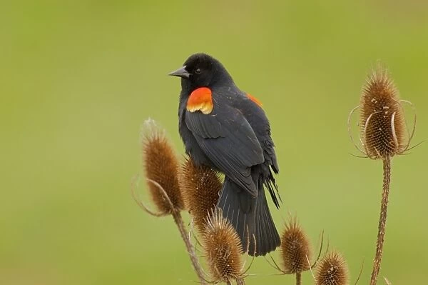 Red-winged Blackbird - male on teasel plant. Ridgefield National Wildlife Refuge, Washington, Pacific Northwest. Spring. tpl890
